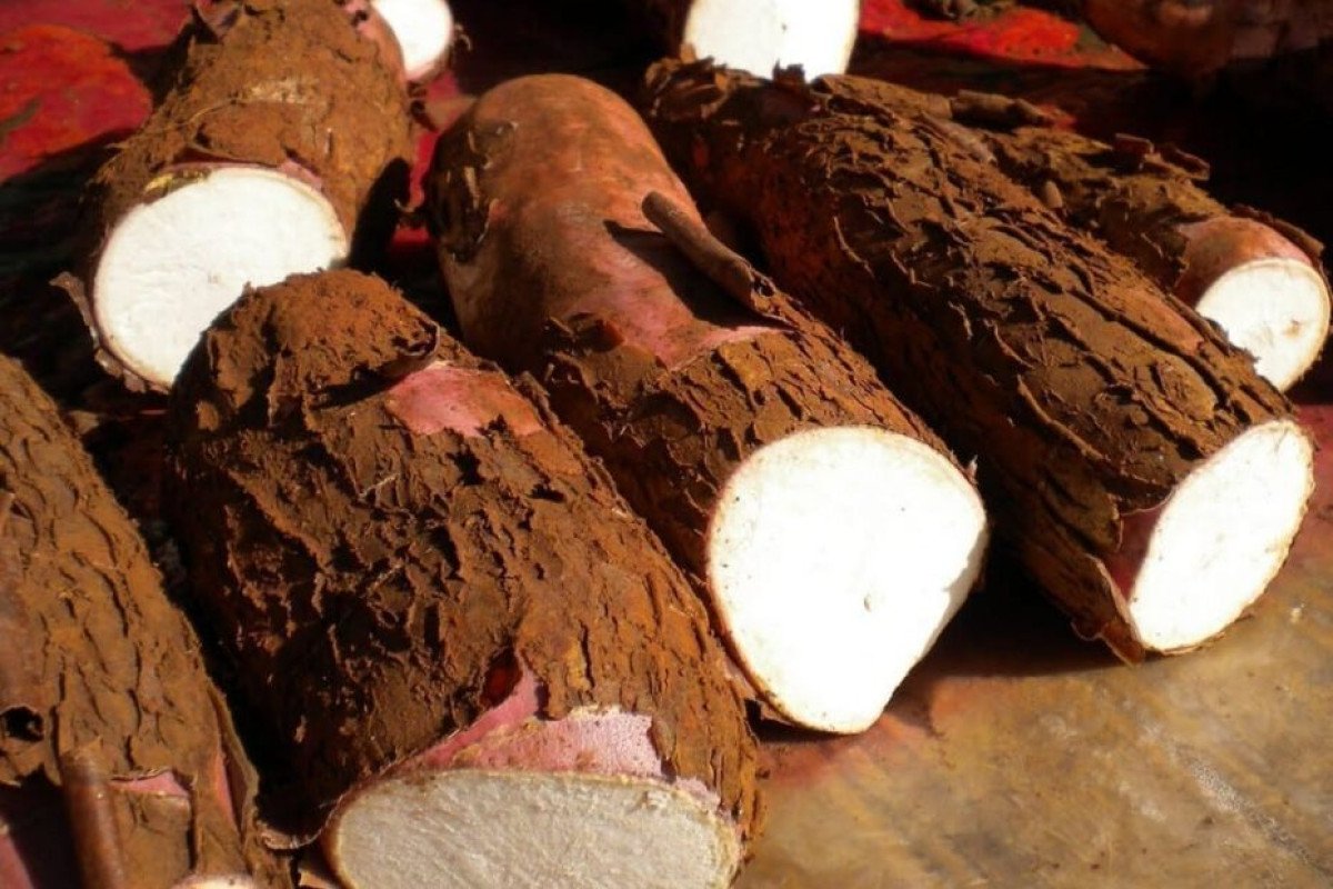 Média semanal da mandioca é a menor desde novembro de 2021