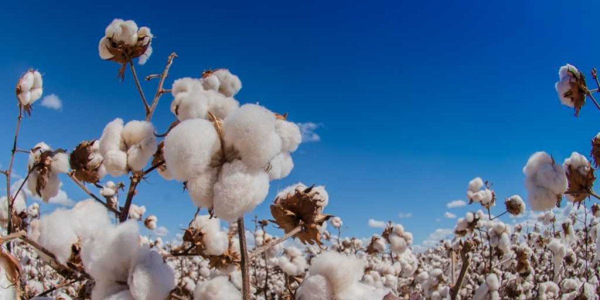 Safra mundial de algodão está projetada em 25,07 mi de toneladas, segundo ICAC