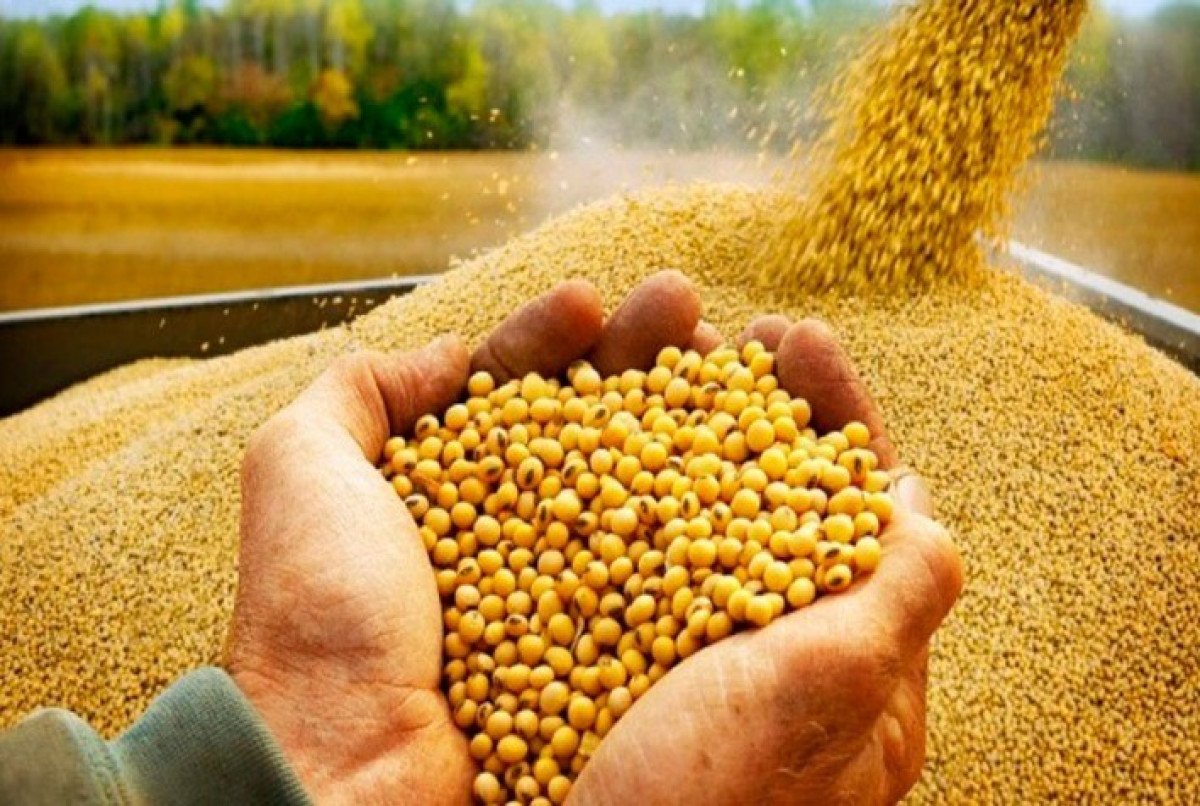 Na espera do relatório da USDA soja opera em queda no mercado futuro em Chicago