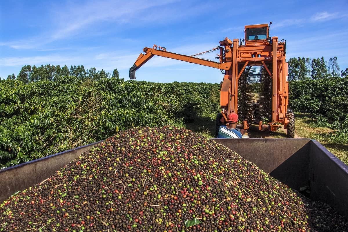 Produção de café está estimada em 54,36 milhões de sacas, 3ª maior na série histórica