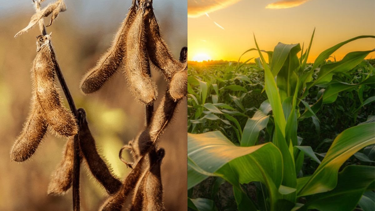 Relatório USDA confirma expectativas do mercado de soja e surpreende no milho