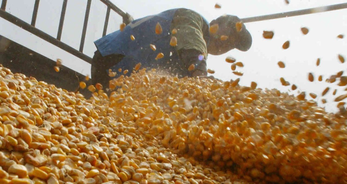 Mercado interno de milho segue pressionado, com colheita praticamente concluída e preços internacionais acomodados