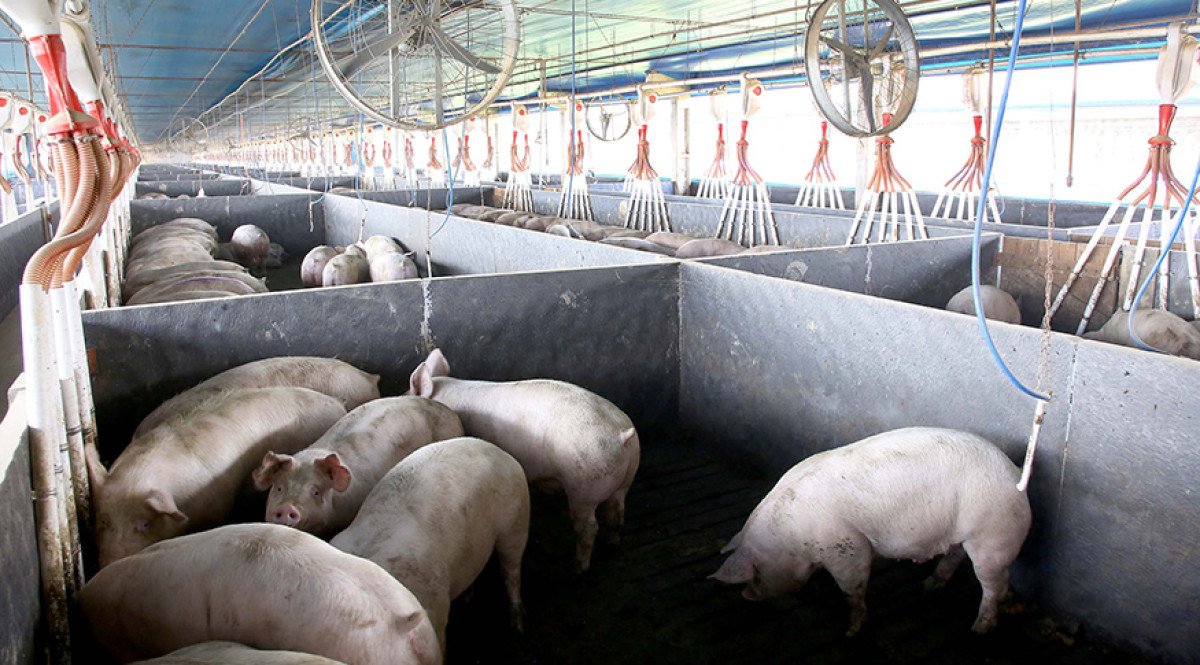 Rebanhos e valor dos principais produtos de origem animal foram recordes em 2022