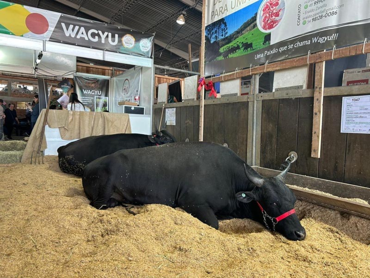 Professores e estudantes da UPF apresentam pesquisas com bovinos da raça Wagyu na Expointer 2023
