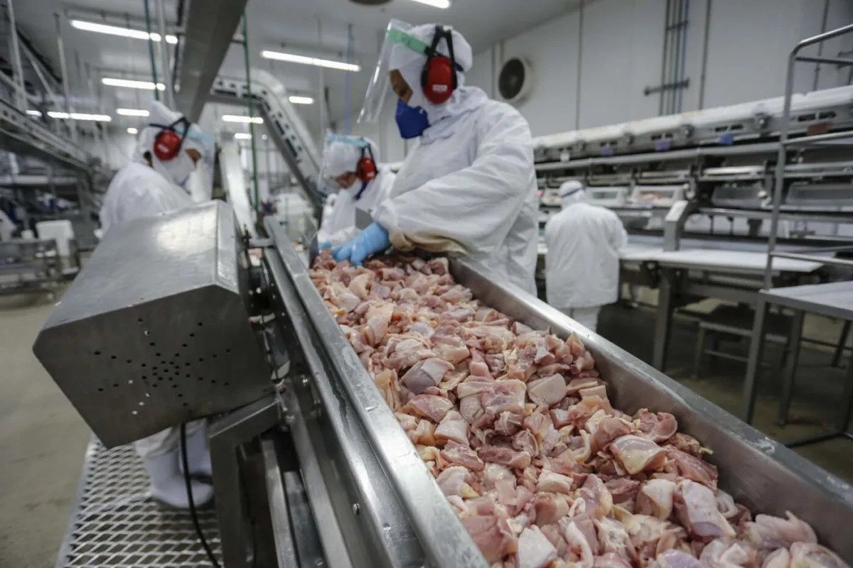 Demanda externa eleva valores médios da carne de frango