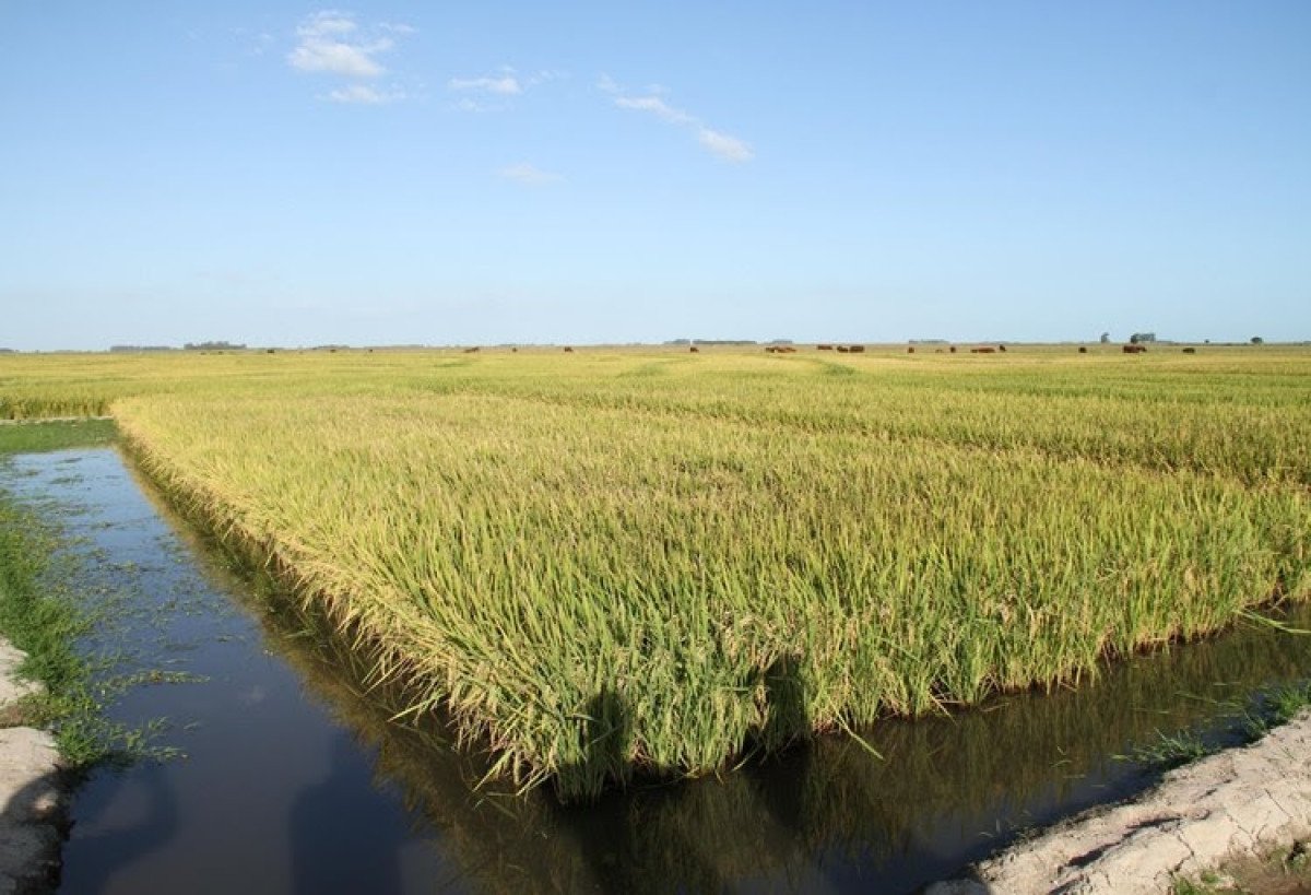 Arroz e feijão safra 22/23 apresentam redução de área, segundo levantamento da Conab