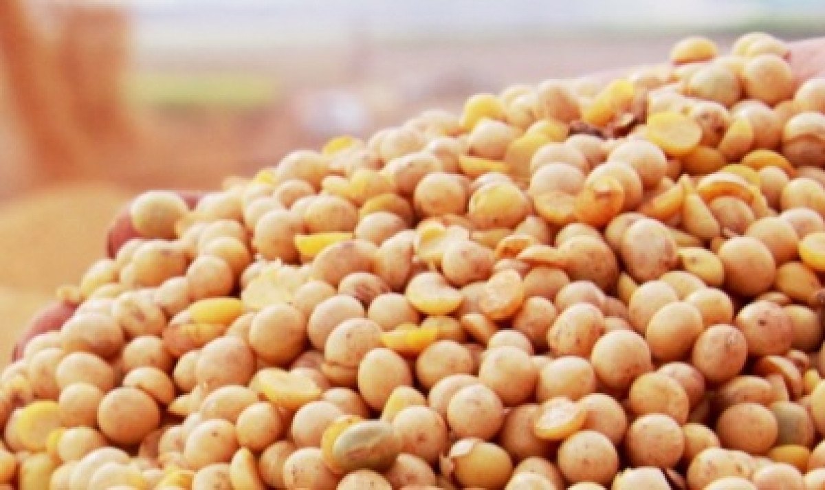 Com recuo do dólar e enfraquecimento da demana externa, preços da soja cai