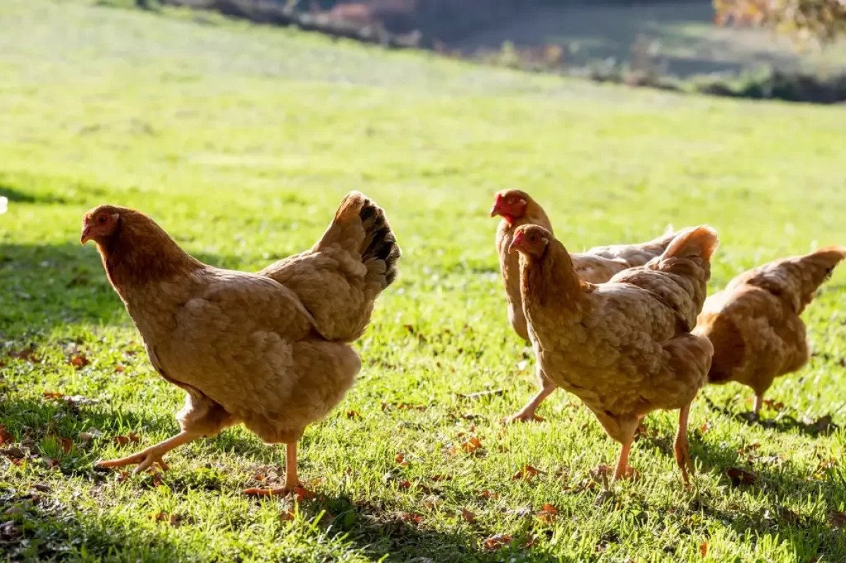 Mato Grosso do Sul registra primeiro foco de influenza aviária em aves de subsistência