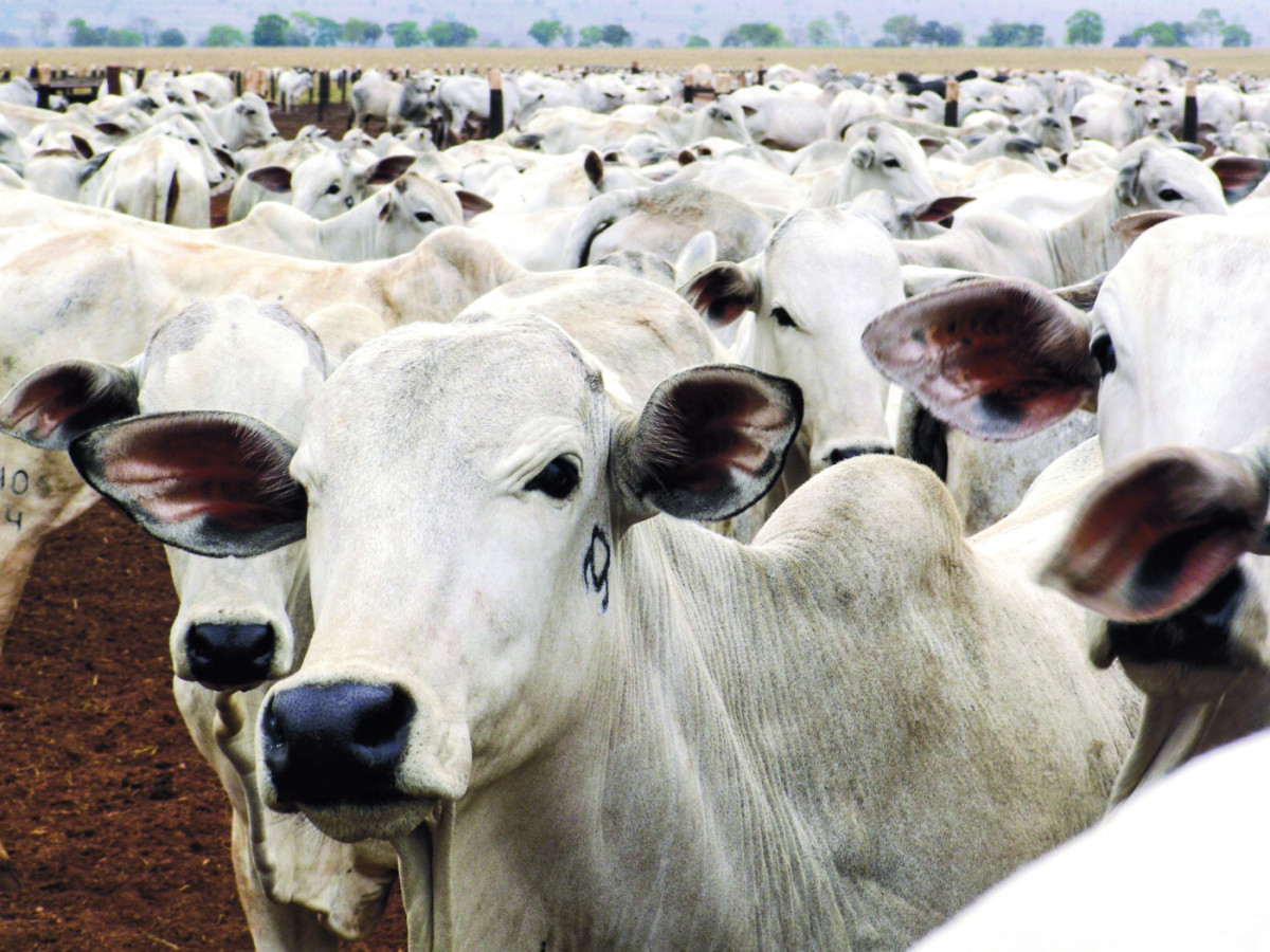 Carne bovina nunca esteve tão mais cara que o boi para abate
