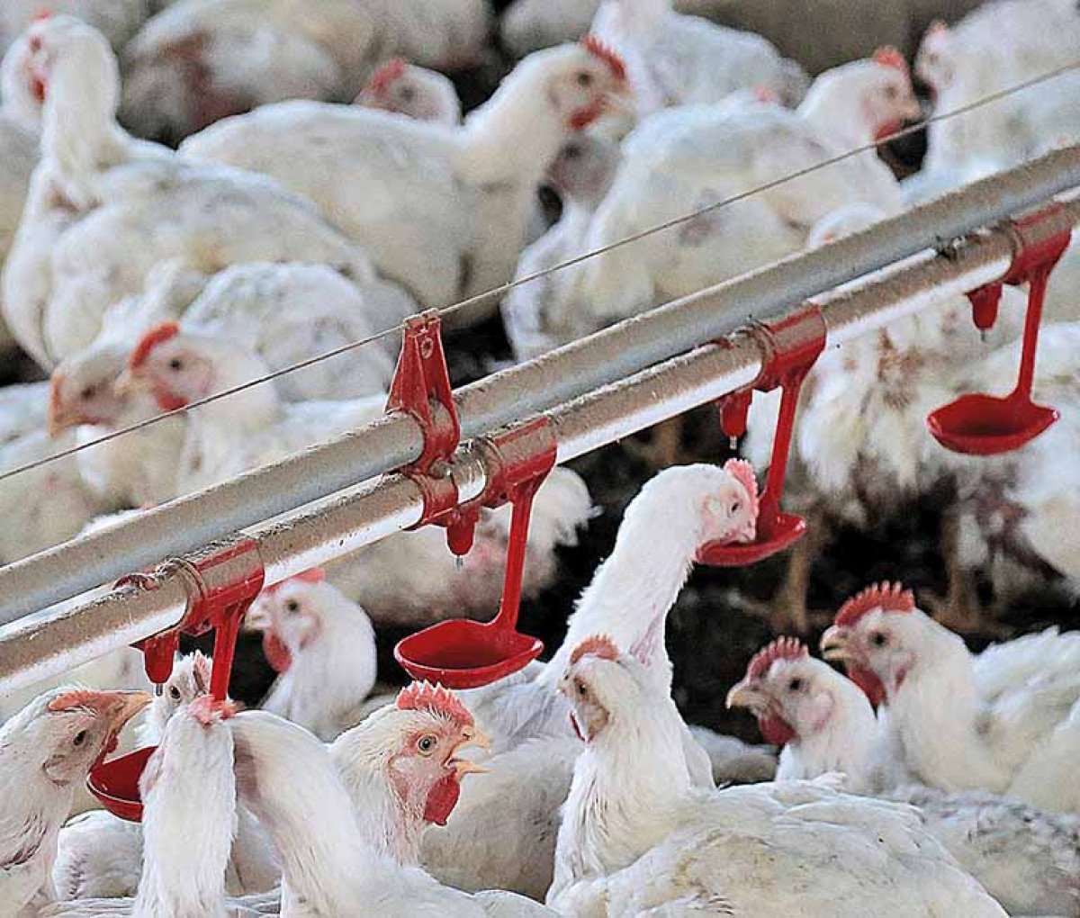 Brasil se torna 1º país do mundo a exportar carne de frango para Israel