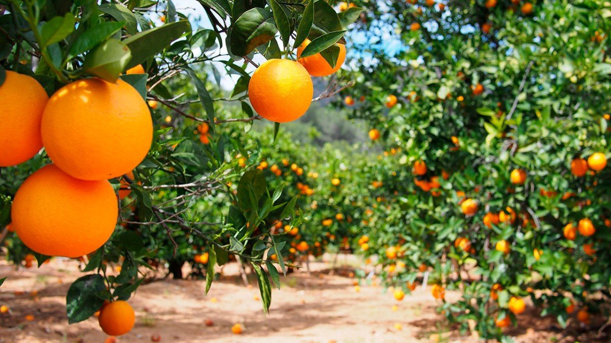 Recentes chuvas favorecem pomares de SP
