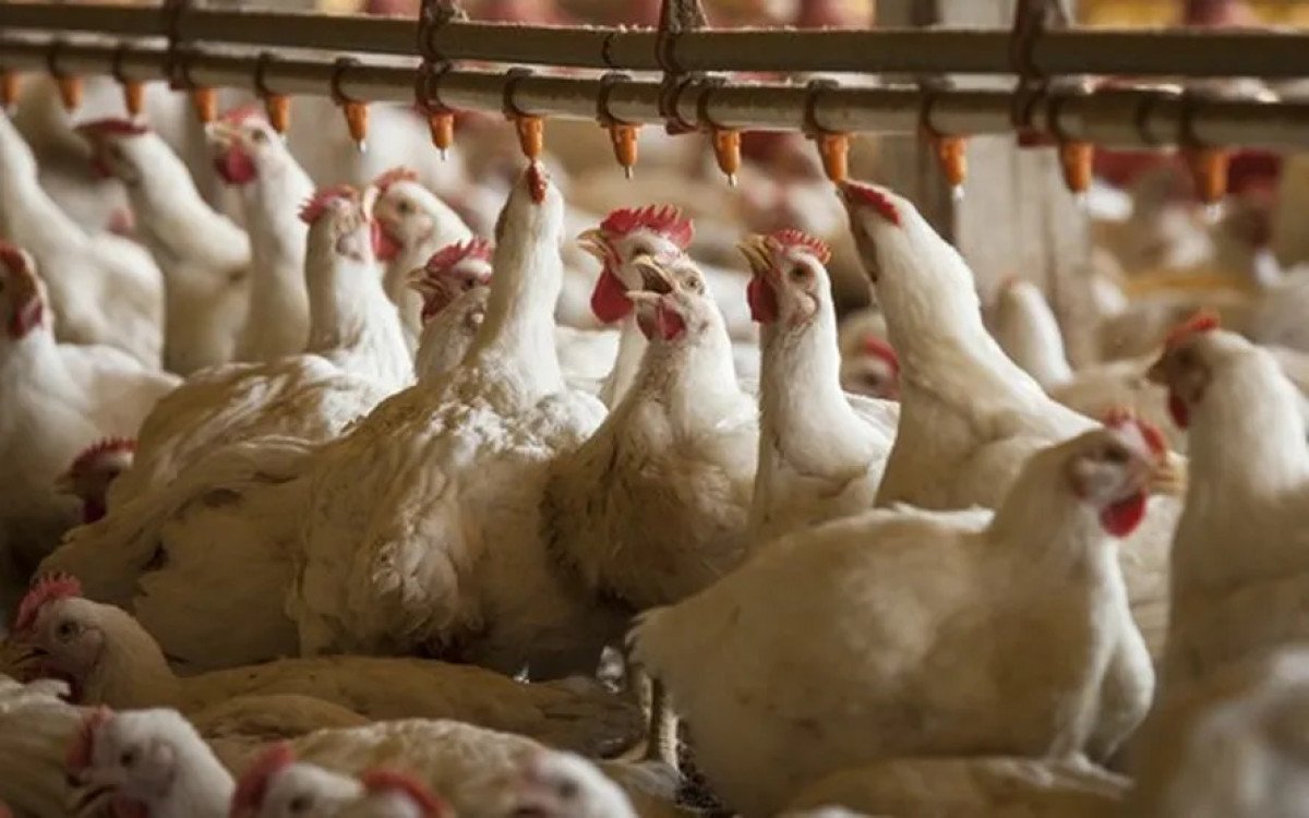 Com demanda aquecida, preços do frango sobem na maior parte das regiões