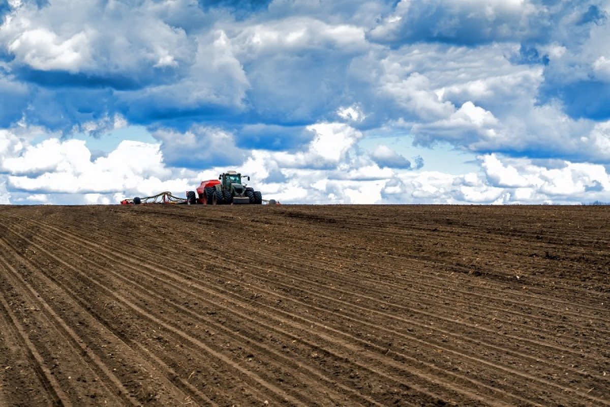Semeadura do milho atinge 55% da área projetada no Rio Grande do Sul