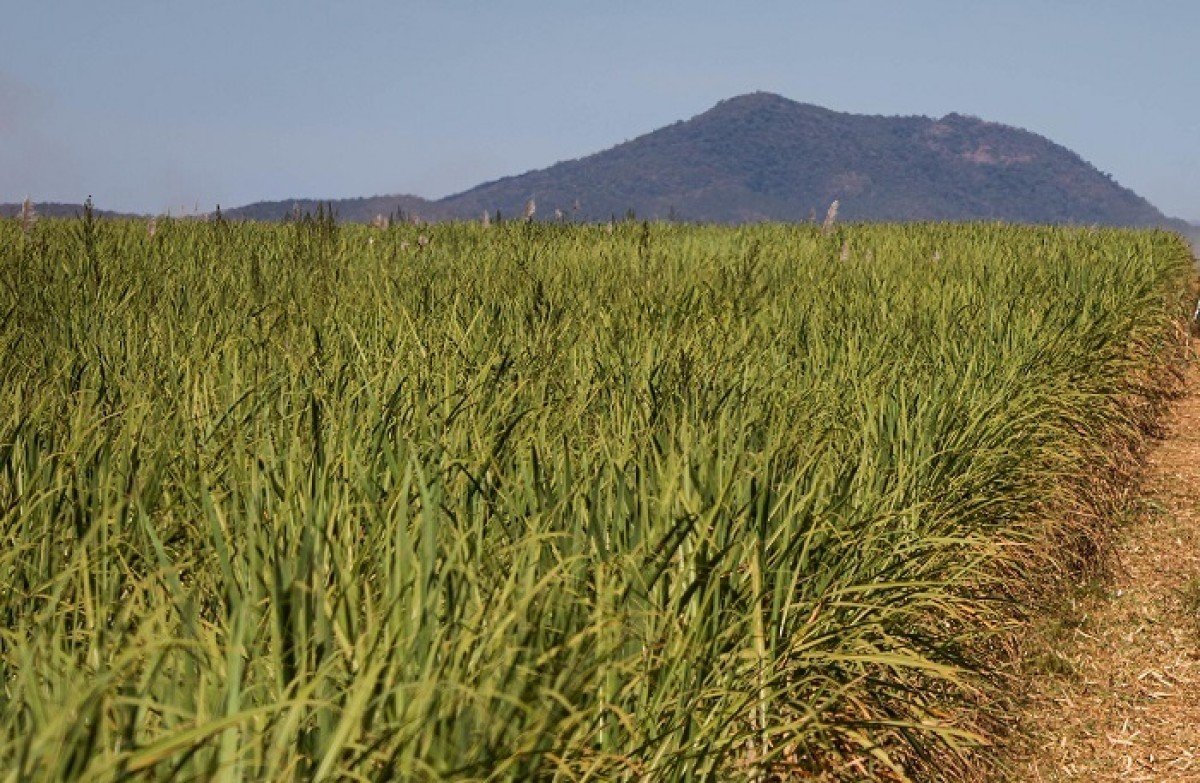 CNA debate alterações na Lei de Proteção de Cultivares