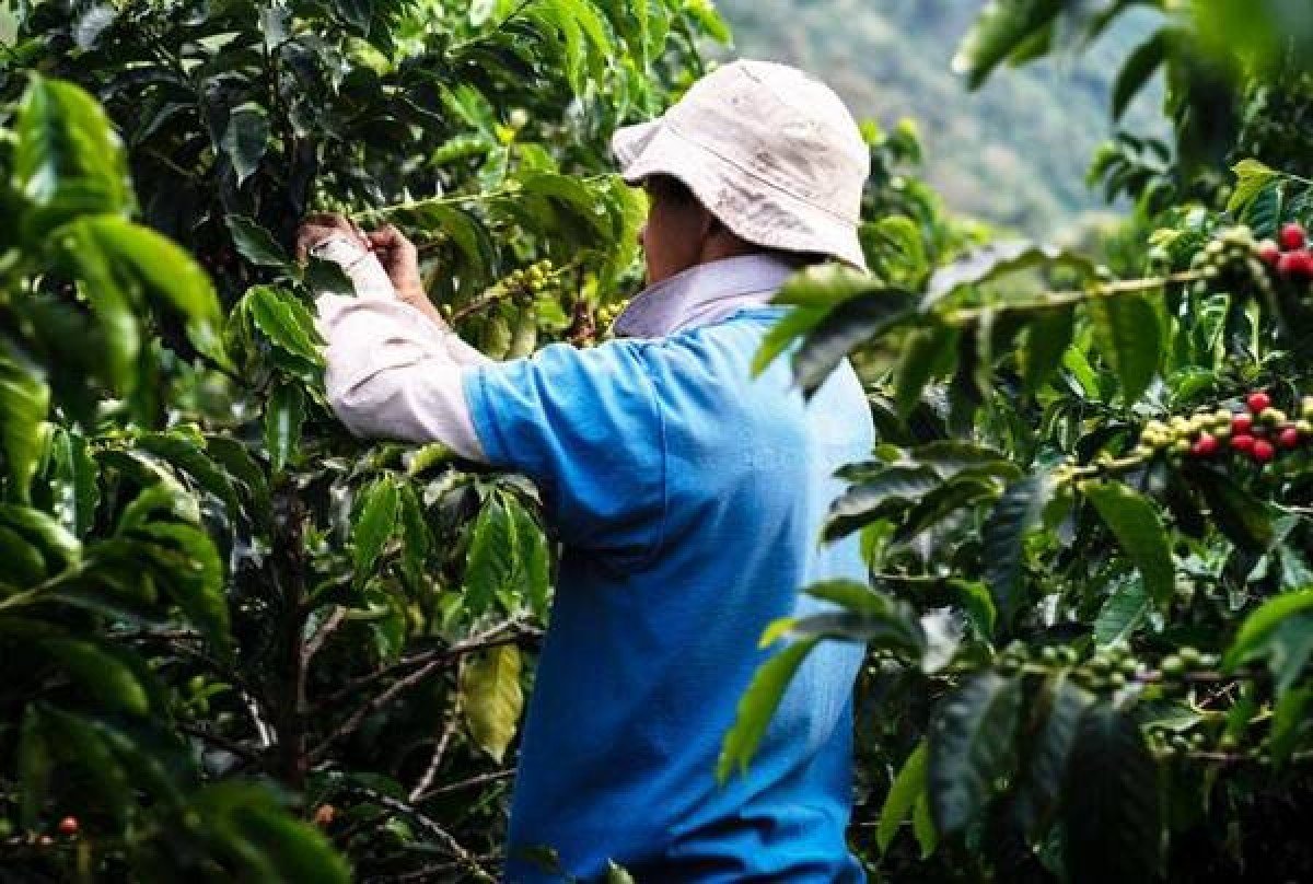 Illy lança café da Região do Cerrado Mineiro, o primeiro no mundo a ser industrializado com selo de agricultura regenerativa