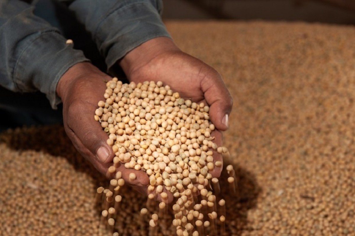 De acordo com a Conab, a safra 23/24, em Goiás, deverá ser de 30 milhões de toneladas