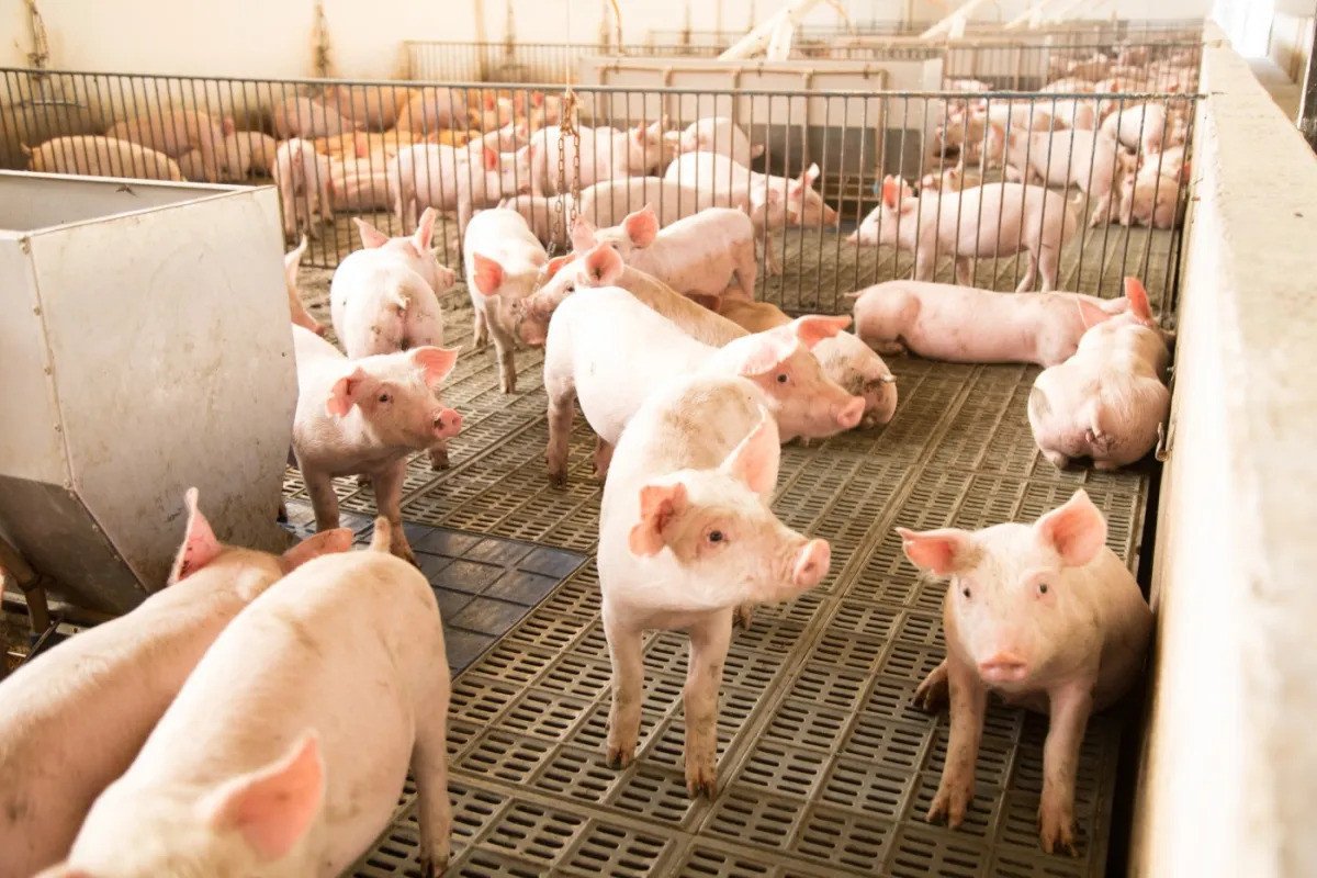 Preços dos suínos avançam no mercado interno em setembro