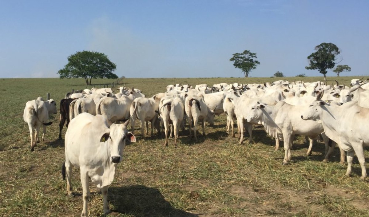 Preço do boi sobe e diferença entre médias de animal e carne diminui