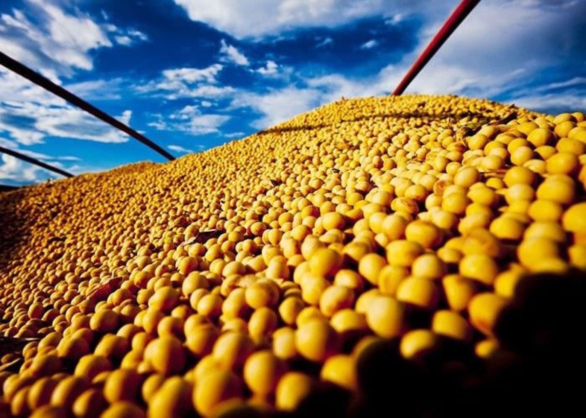 Aumento de estoques mundiais e ritmo da colheita nos EUA pressiona cotações da soja