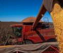Colheita nos EUA e plantio no Brasil continuam afetando cotações do milho na CBOT