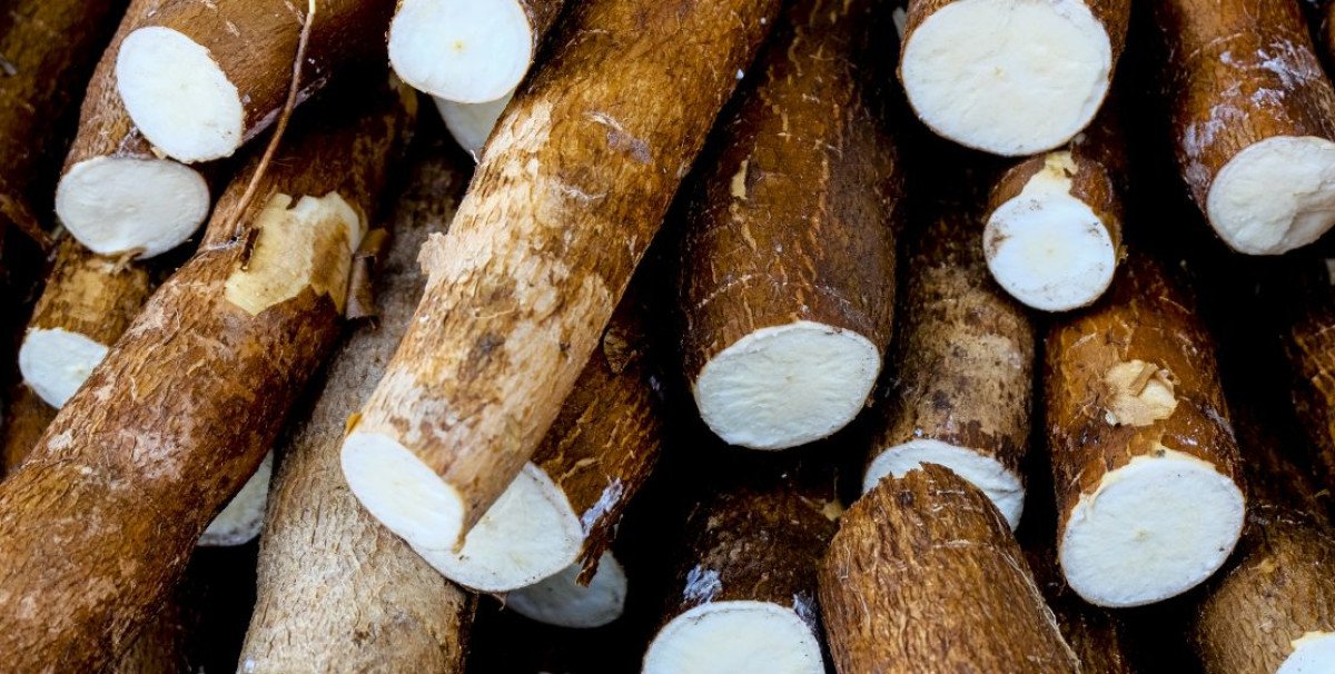Preços da mandioca têm oscilações menos acentuadas