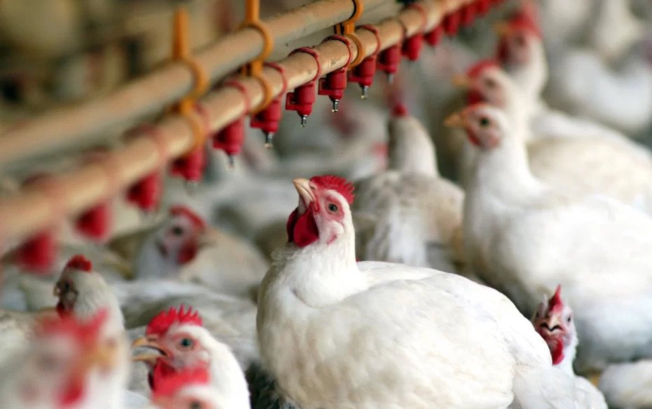 Média do frango vivo está estável na parcial de outubro