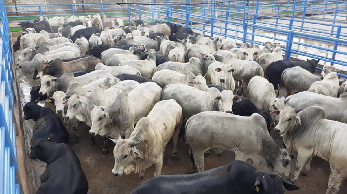 Evento revela dados inéditos da pecuária brasileira, coletados em 630 fazendas 