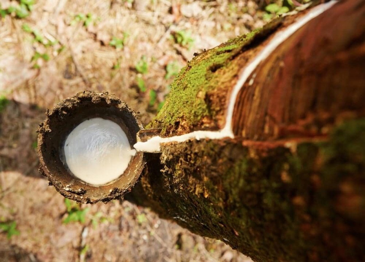 Produtores contam com operação de apoio ao escoamento de borracha da safra 2023/2024