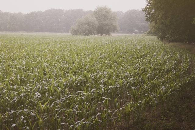 Boletim de Monitoramento Agrícola destaca o impacto nas lavouras dos altos volumes de chuva no Sul do país