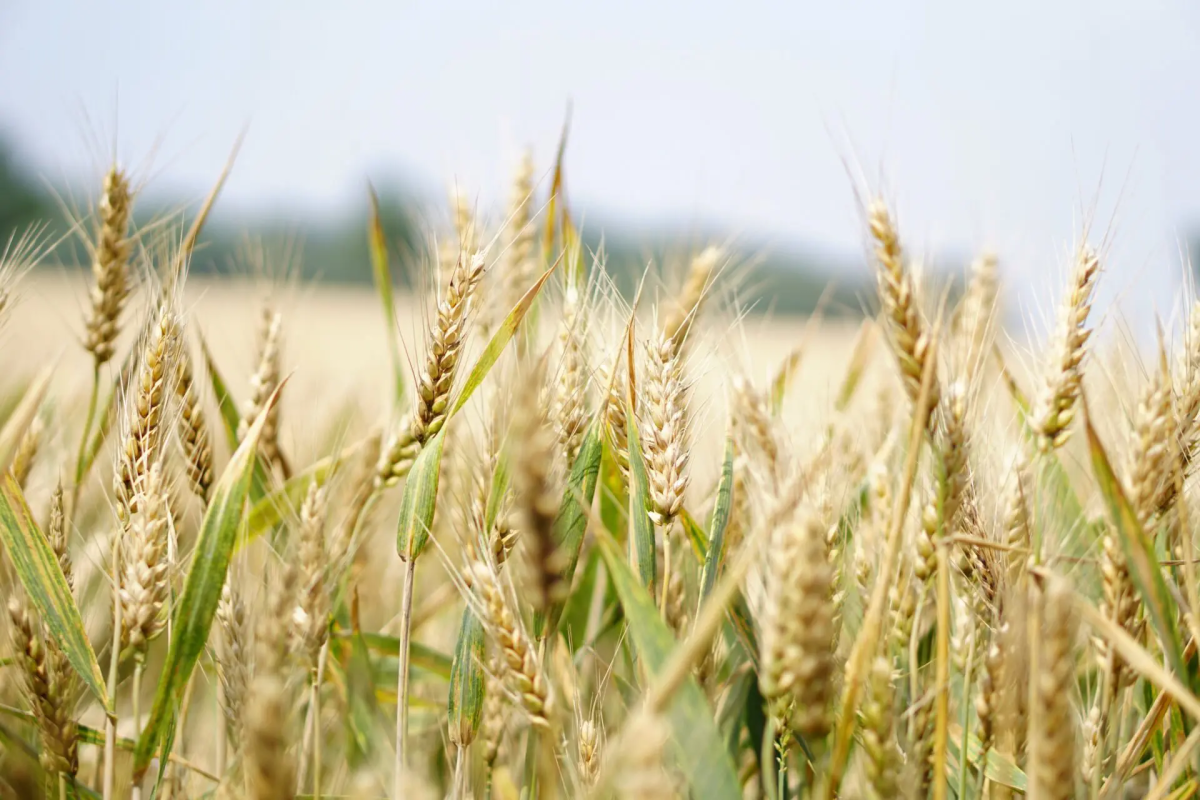 Vendas de trigo para a Rússia atingem menor nível desde início de junho