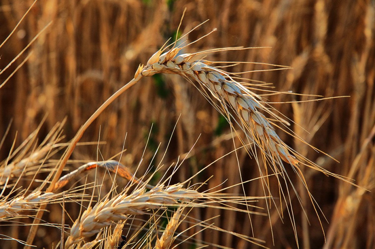 Previsões e os possíveis impactos do El Niño no Brasil é tema de boletim do Inmet