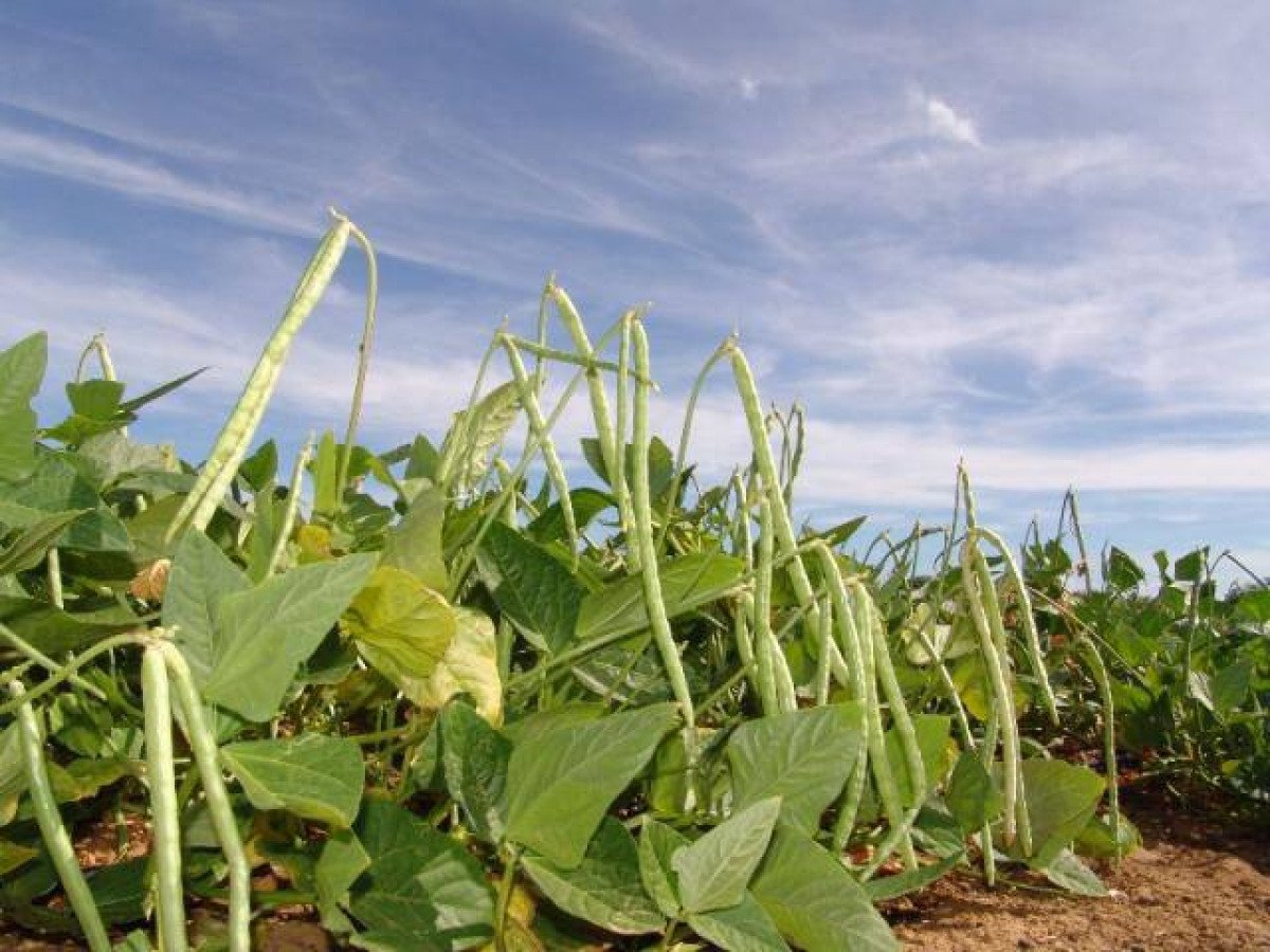 Feijão carioca com menor área plantada de todos os tempos preocupa IBRAFE