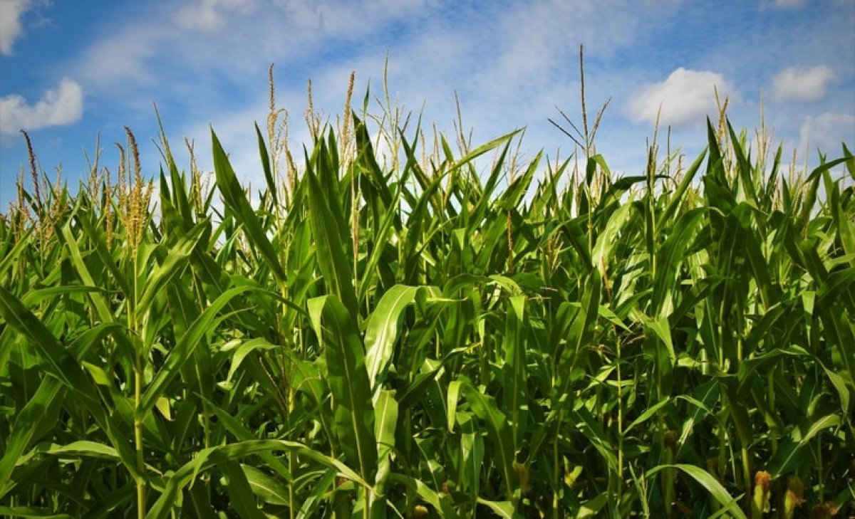 Exportações do agronegócio caem 2,3% em outubro comparada à 2022