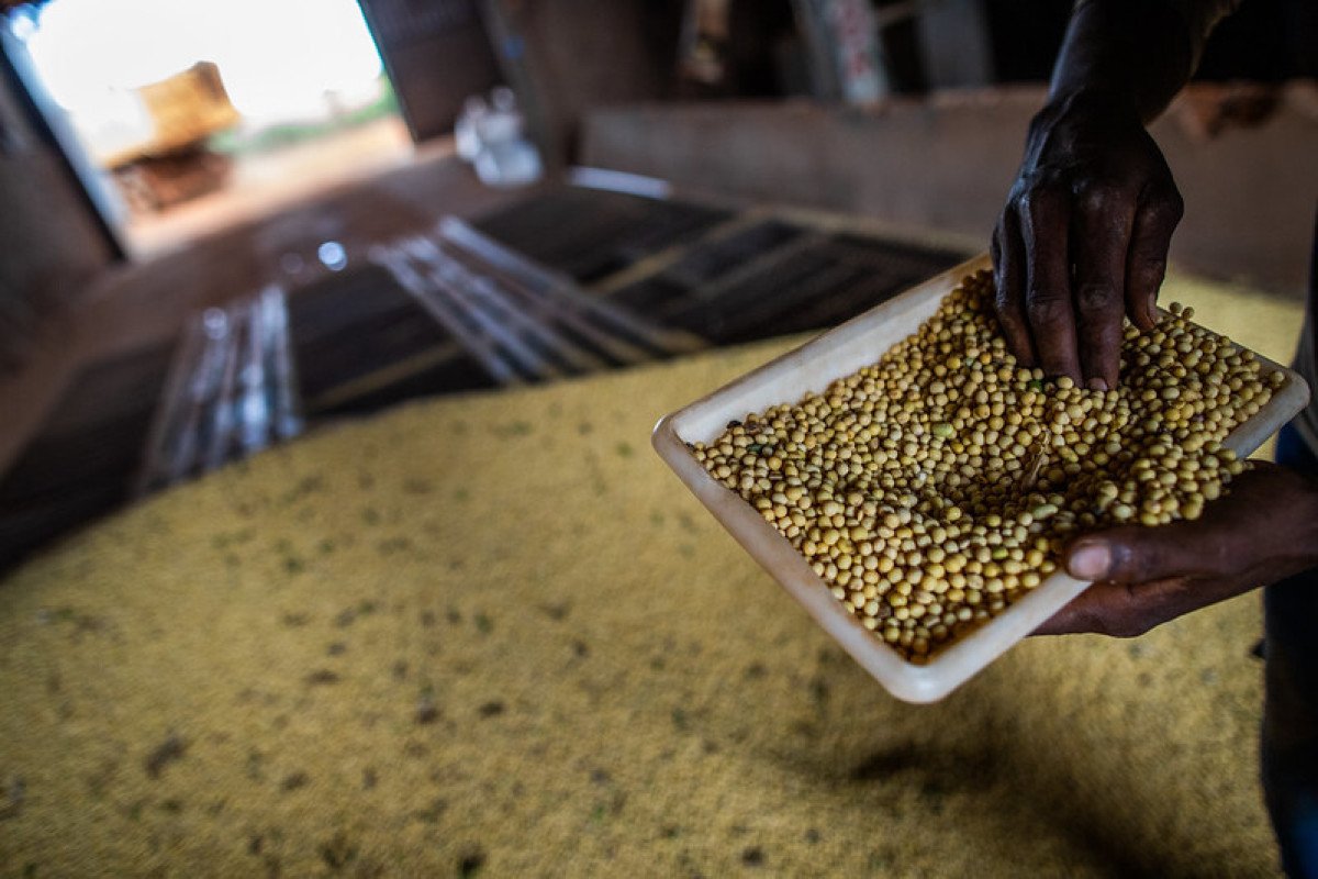 CNA defende manutenção do teor de umidade da soja em 14%