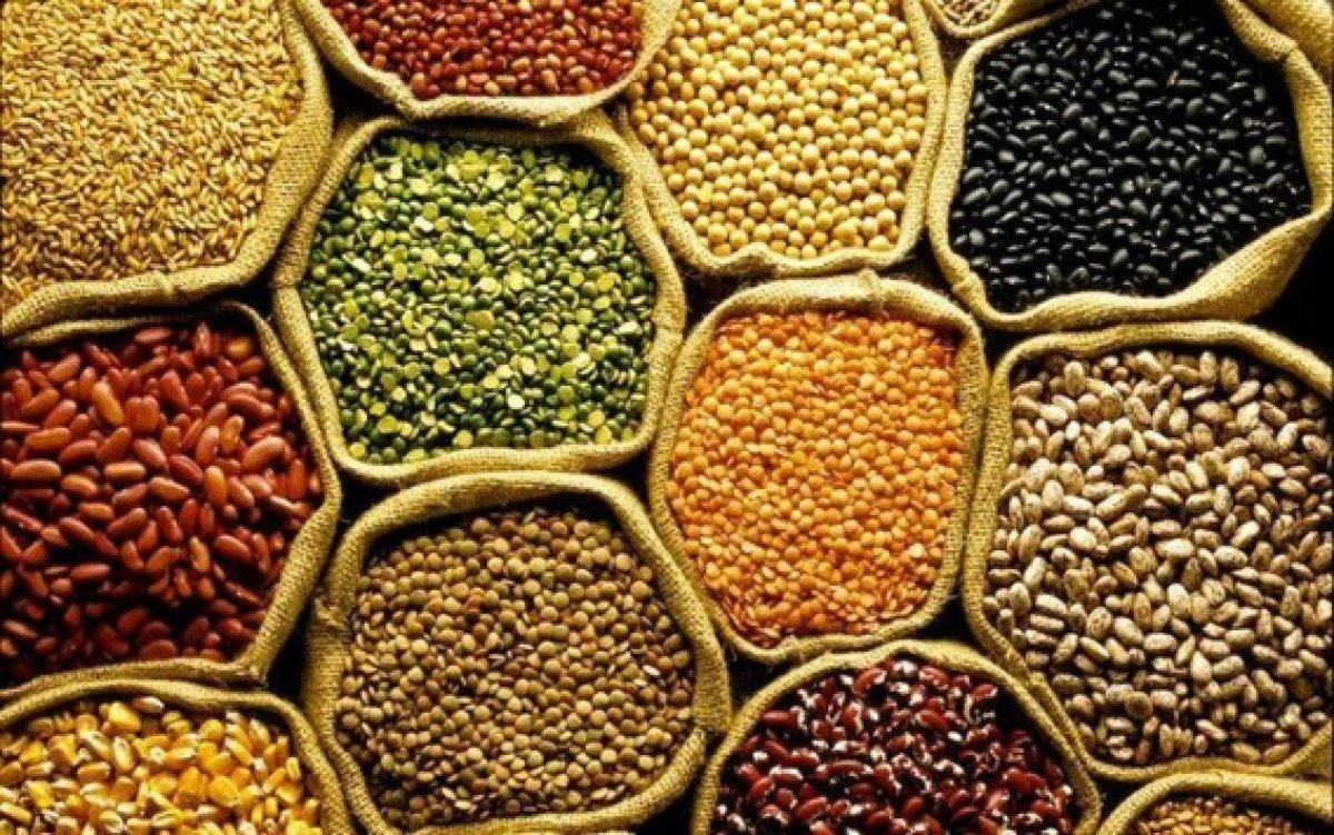 Safra 2024 de grãos vai ser de 308,5 mi de ton segundo IBGE