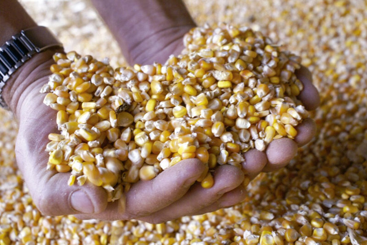 Em alta, preço do milho volta ao patamar de maio/23
