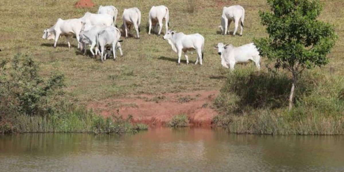 Começou o período para declarar rebanho na Agrodefesa e vacinação contra raiva em GO