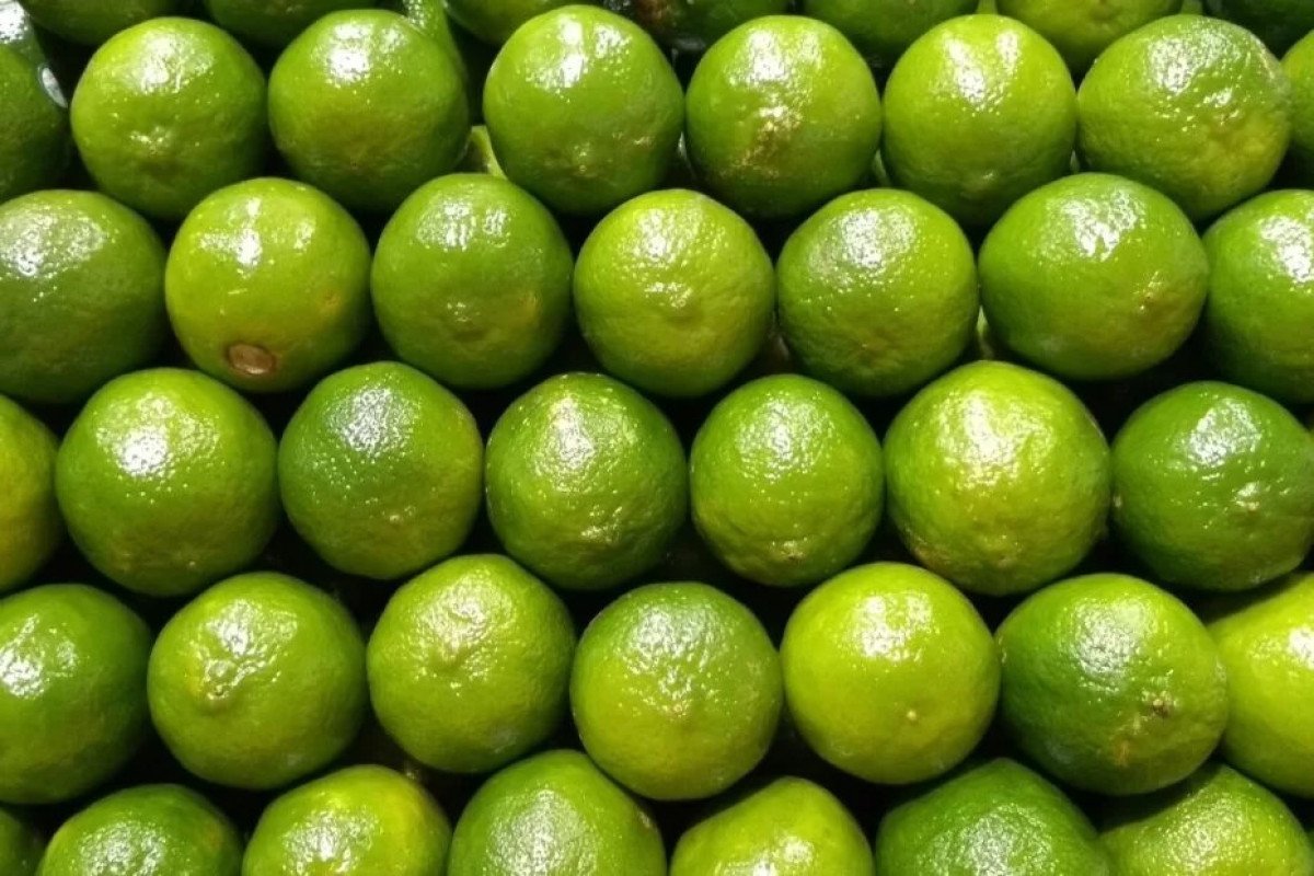 Oferta de tahiti aumenta gradualmente e preço cai