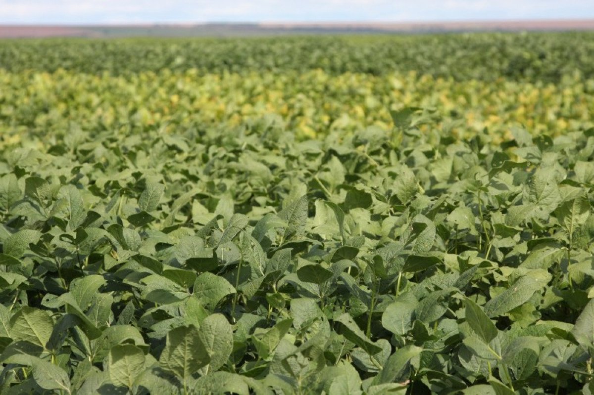 Suspensas liminares sobre a transformação do Araguaia e Guaporé em regiões pantaneiras