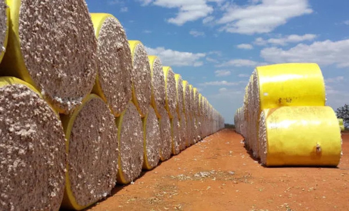 Preços do algodão em pluma oscilam em novembro