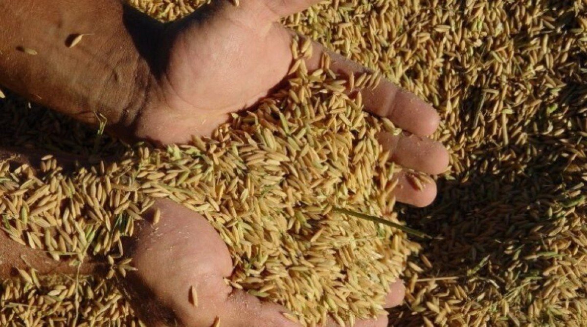Indicador do arroz se sustenta na casa dos R$ 105/SC