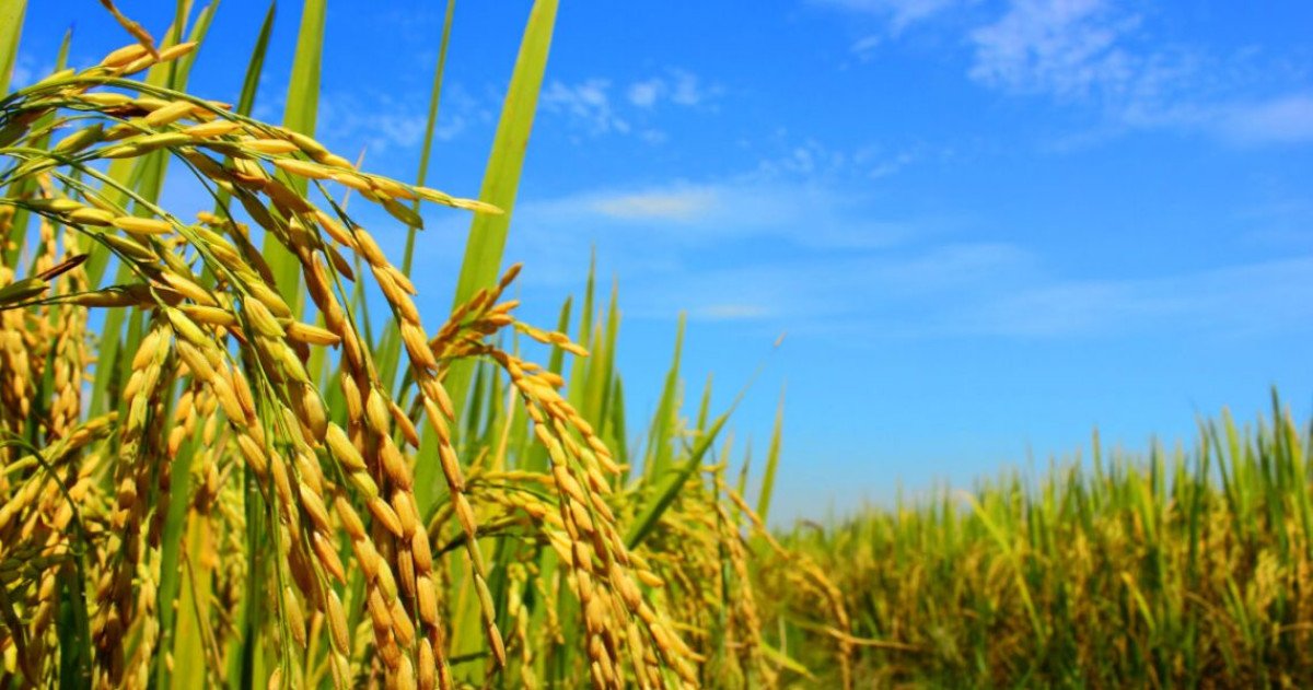 Com novas altas, saca de 50 kg de arroz se mantém acima dos R$ 100