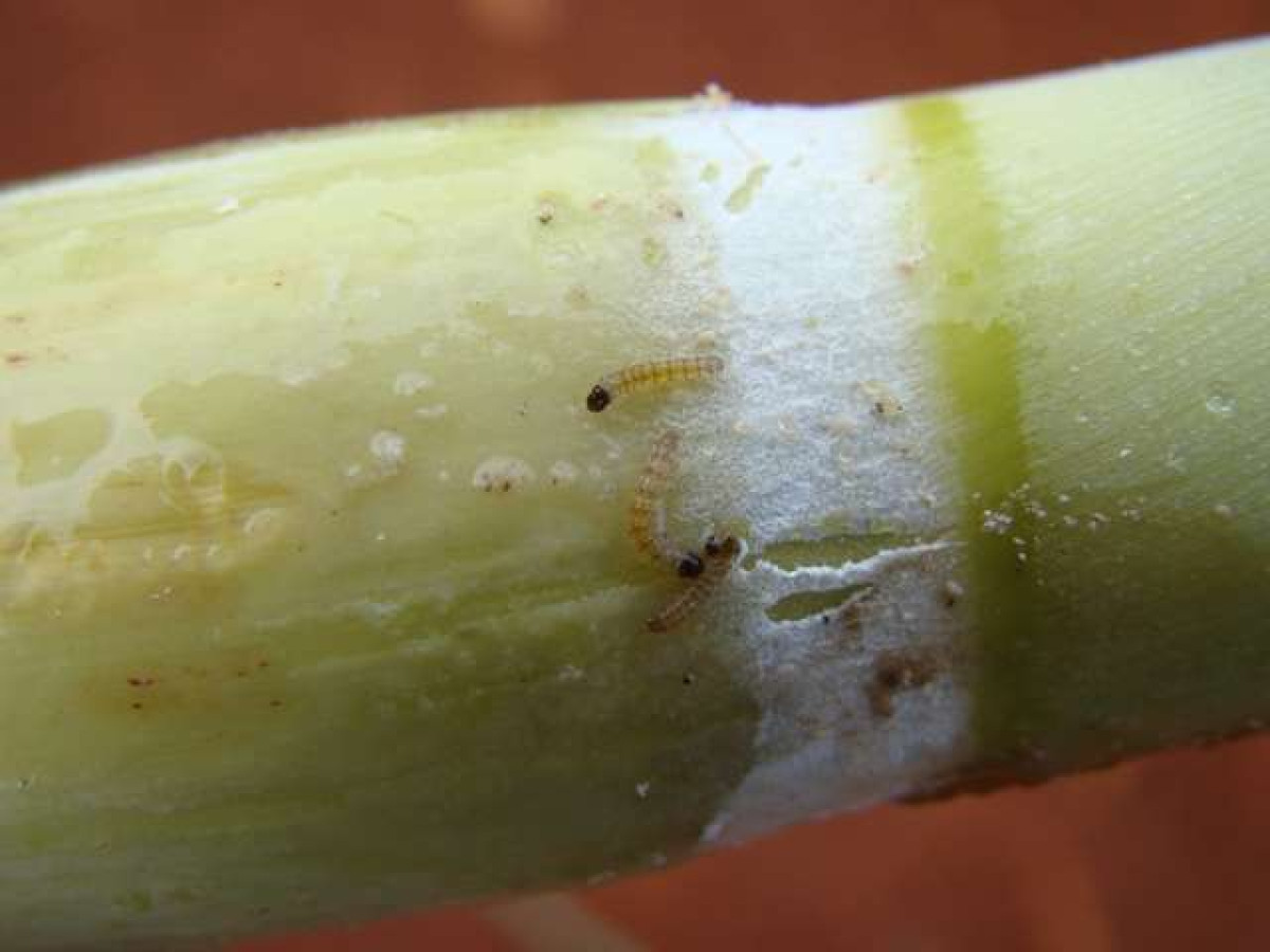 Clima chuvoso e quente é propício para a incidência da broca-da-cana