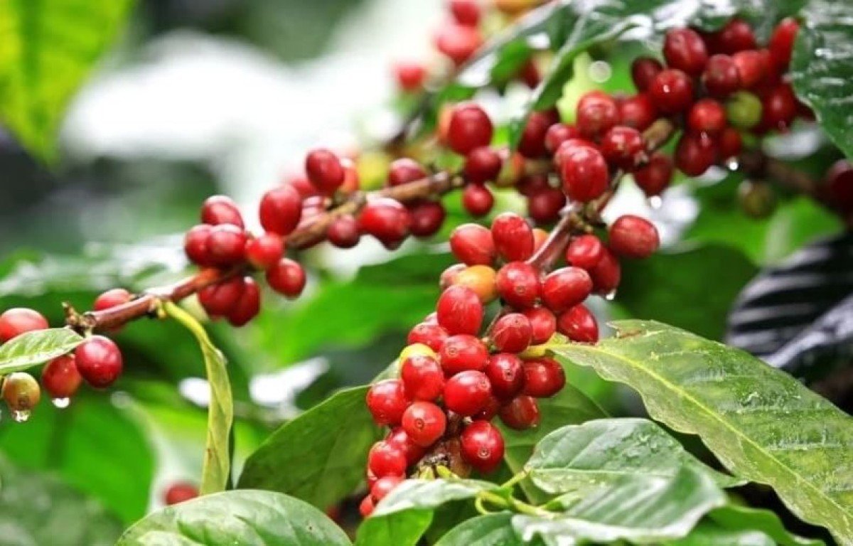Preços do café oscilam com força neste começo de novembro