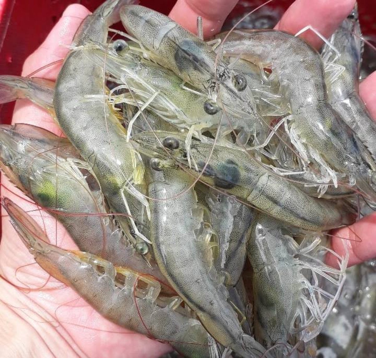 Criação de camarões no Nordeste caminha rumo à inovação