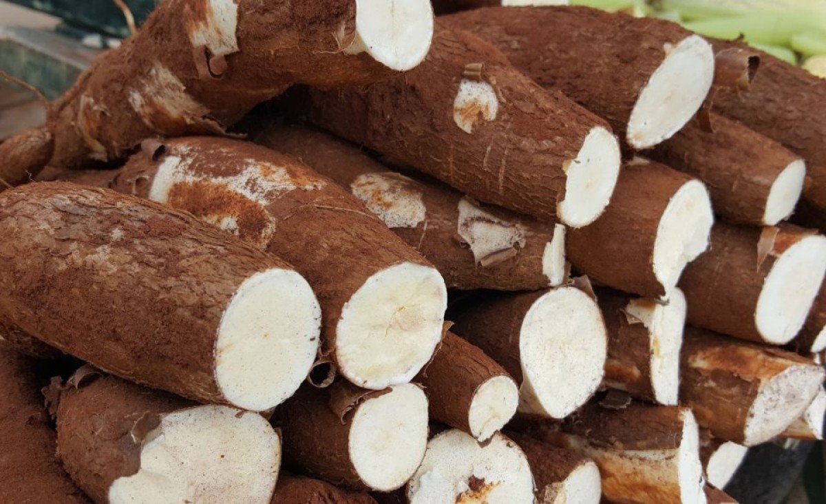 Preços da mandioca seguem firmes pela 4ª semana