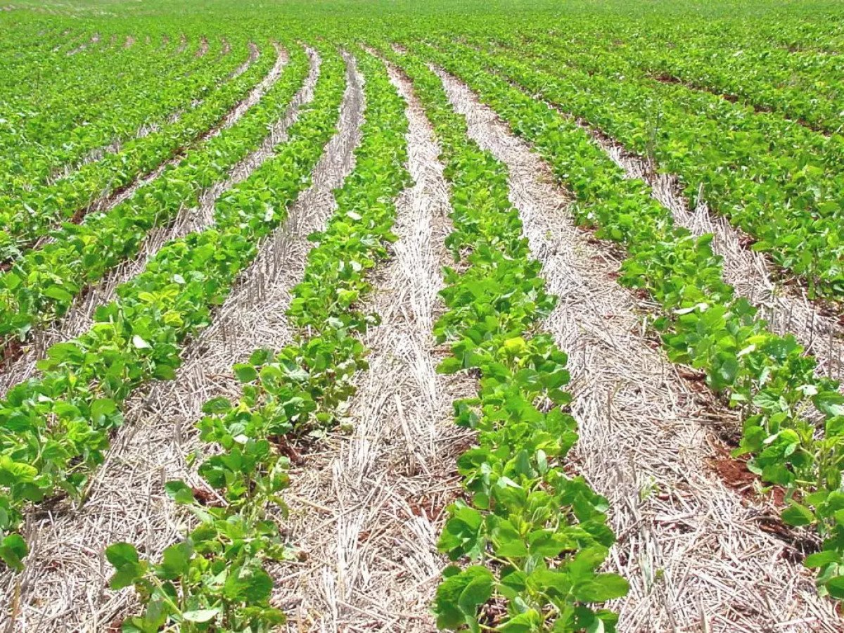 Clima no Brasil continua sendo principal fator para a formação de preços da soja