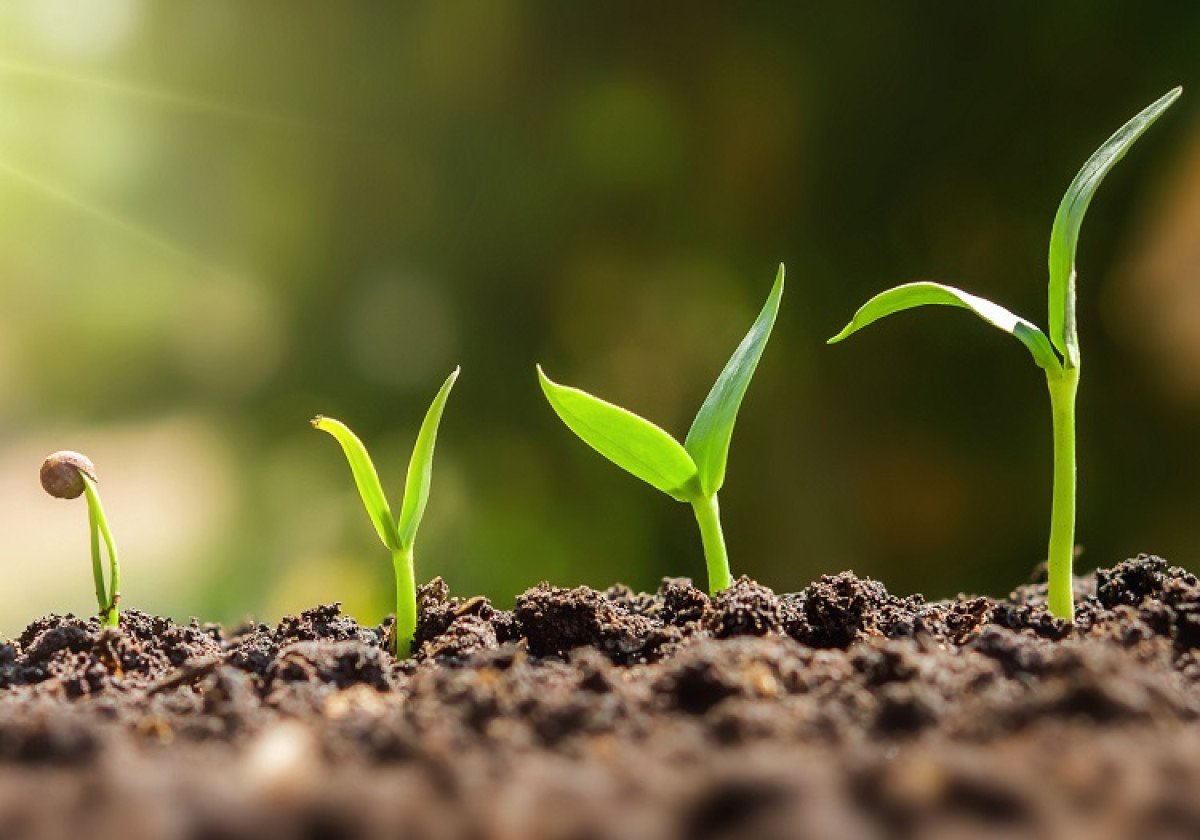 Soja já está com 62% da área plantada no Mato Grosso