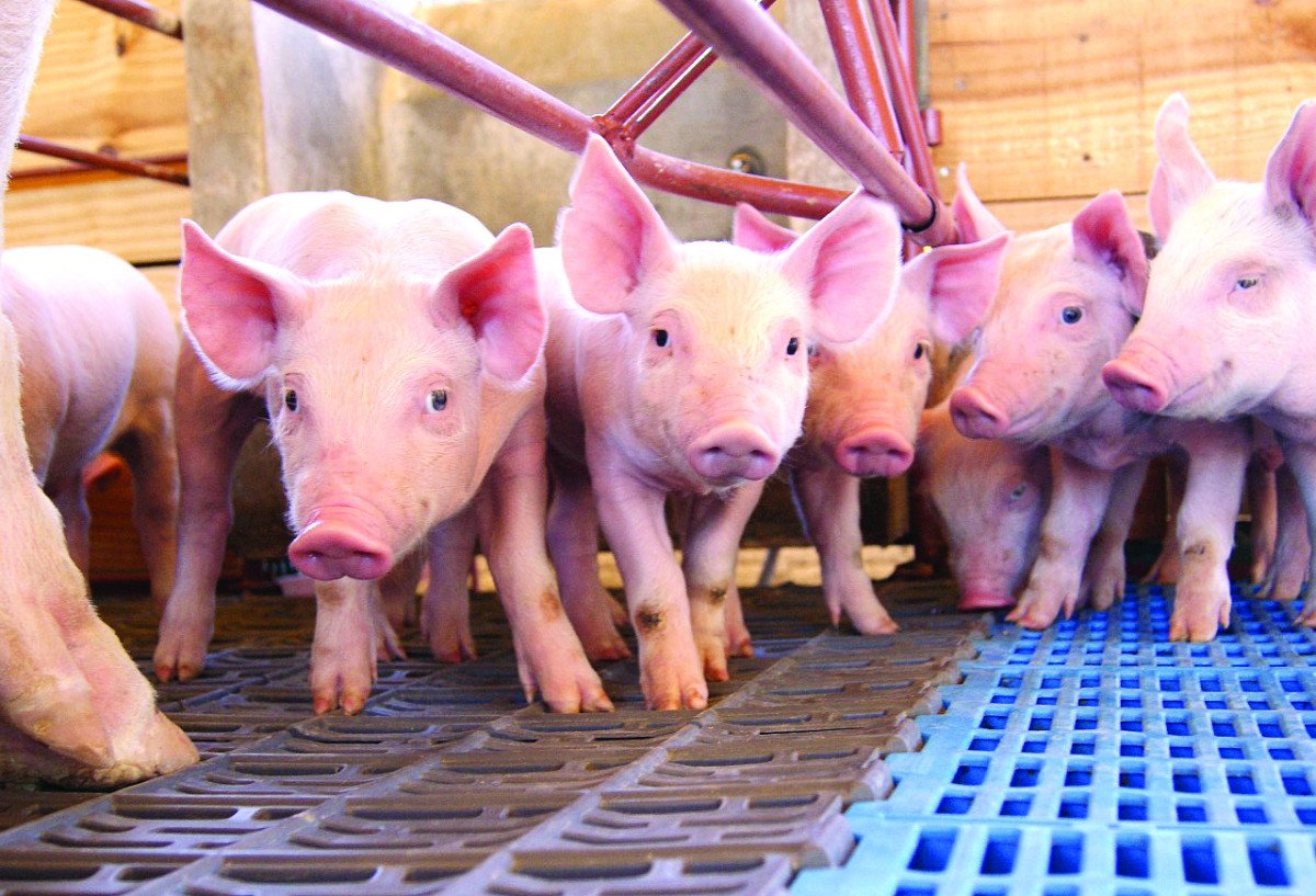 Vendas externas dos suínos caem no mês mas podem ser recordes em 2023