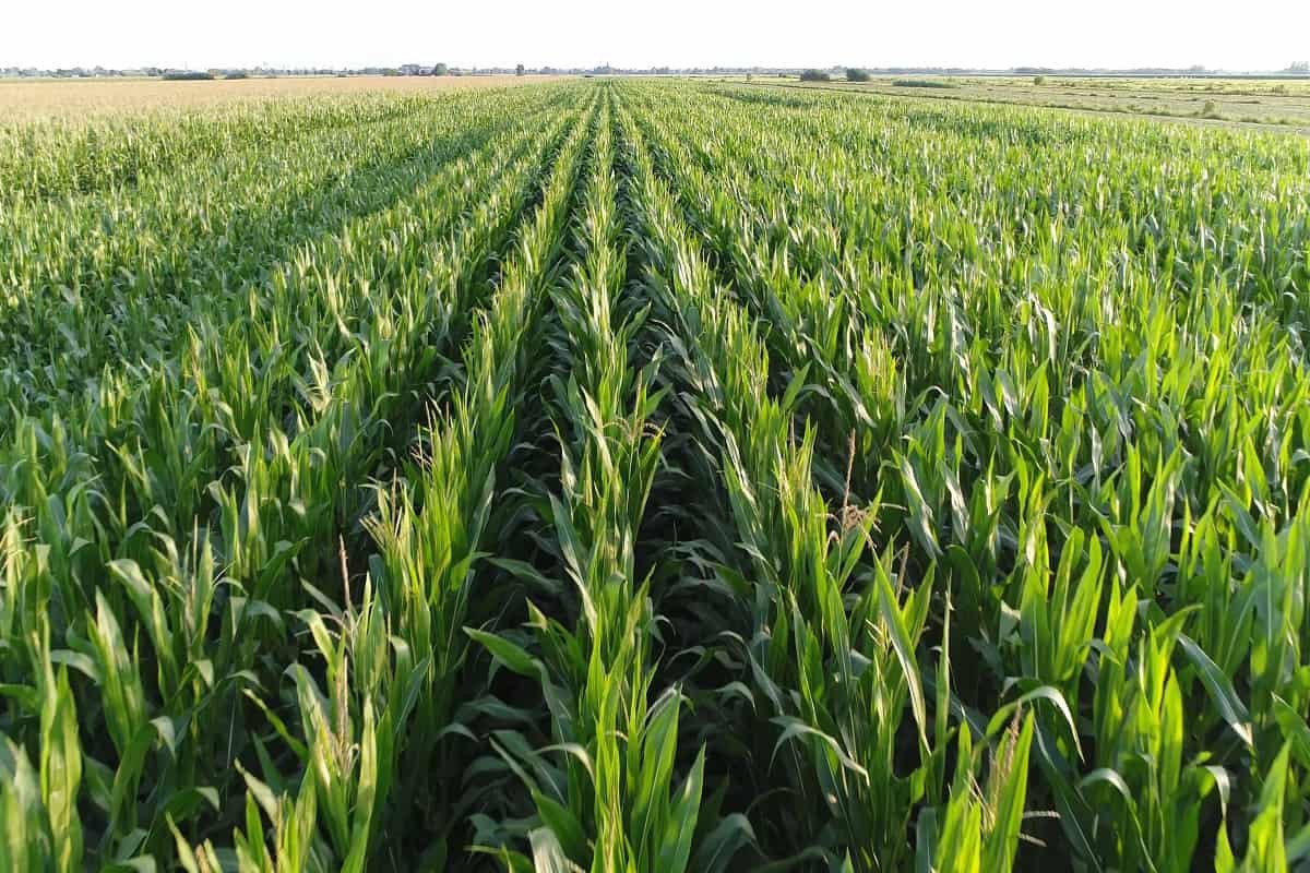 Ritmo de negócios do milho é lento mas preços seguem firmes